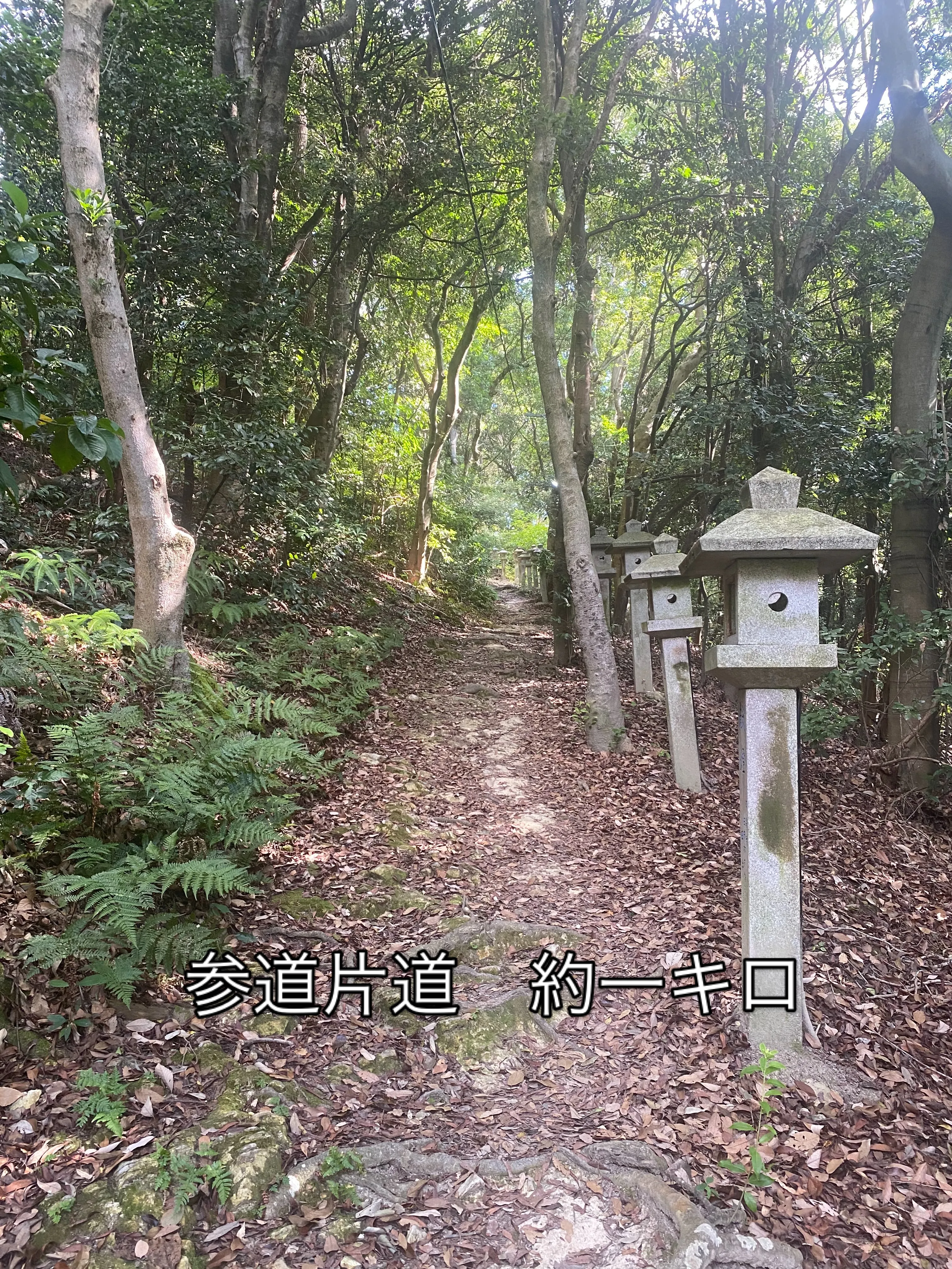 朝、参道を走っていると